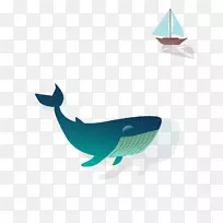 鲨鱼鲸--鲸