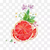 葡萄柚汁柚子水彩画.柚子水彩