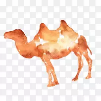 咖啡海报插图-骆驼