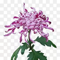 菊花xd7花椒紫黄植物紫色菊花