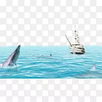 海报-海豚海船背景资料