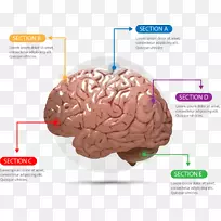 人脑AGY大脑-塑性脑图