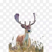 白尾鹿、麋鹿、鹿茸、森林鹿
