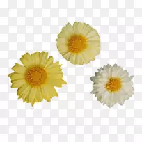 菊花xd7花椒剪贴画-三种黄色菊花图片材料