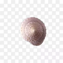 螺海螺贝壳壳