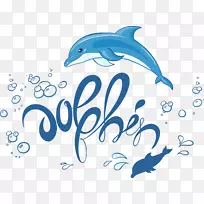 常见宽吻海豚图解-海豚效应