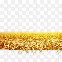 小麦下载景观-收获麦田