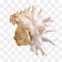 海螺-不规则海螺