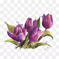 花卉设计水彩画花郁金香图片材料紫眼