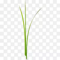 叶草绿茎草