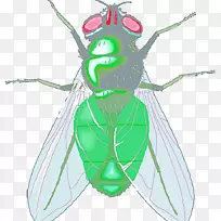 家蝇免费内容剪辑艺术-纹理卡通昆虫