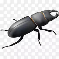 雄鹿甲虫免版税插图-甲虫