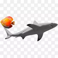 鲨鱼夹艺术-鲨鱼