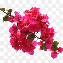 [医]花紫红花，无花瓣三角李