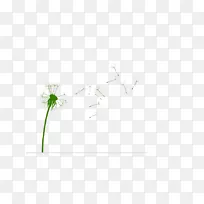 普通蒲公英54卡