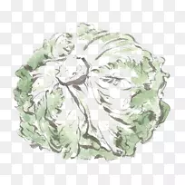 大白菜纳帕白菜蔬菜手绘卷心菜