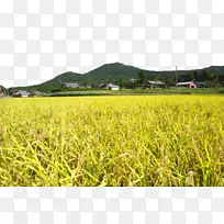 下载图标-收割稻田