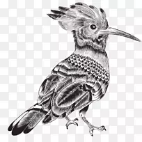 鸟画摄影插图-可爱的铅笔鸟