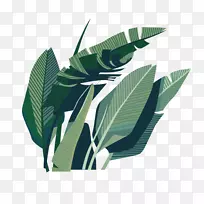 叶椰子插图-绿椰子叶