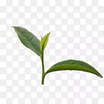 绿茶芽绿茶