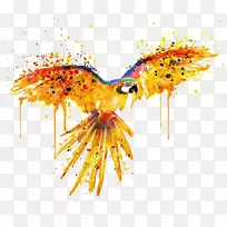 鹦鹉鸟水彩画插图.水鹦鹉