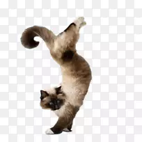 瑜伽猫：完美的健身瑜伽狗小猫-淘气猫