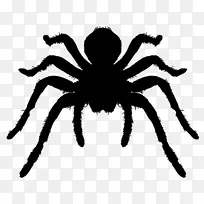 蜘蛛巴西白膝狼蛛节肢动物图标-蜘蛛轮廓