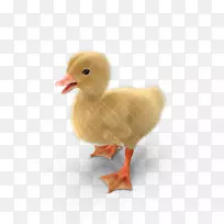 黄鸭鹅动物-小黄鸭、小鸭、鸭