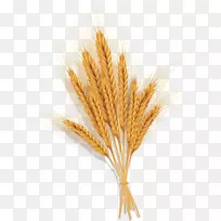 普通小麦穗-金小麦