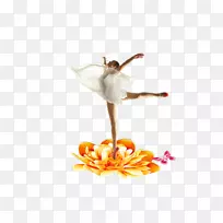 芭蕾舞蹈下载-芭蕾素材之花
