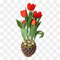 英迪拉甘地纪念郁金香花园郁金香狂热插花艺术-红色郁金香