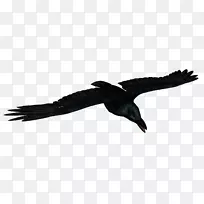 鸟类普通乌鸦动物图标-乌鸦