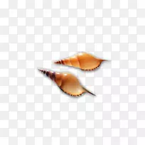 贝壳软体动物-两只海螺