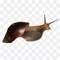 蜗牛海贝壳-蜗牛壳