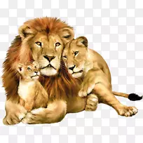 狮子猫科壁纸-一只狮子
