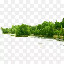 林木林