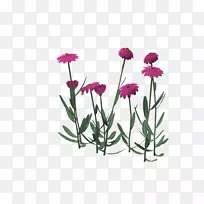 野菊花图-粉红色菊花设计