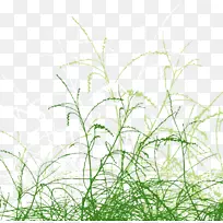 插图.风中摇曳的草