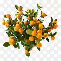 橙子桔子盆栽树