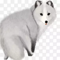 北极狐模板-灰狐