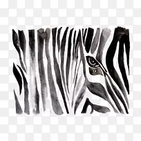 黑白水彩画素描斑马