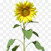 普通向日葵光栅图形向日葵种子剪辑艺术-向日葵