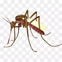 蚊虫控制夹艺术.媒介蚊子