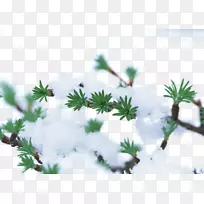 冬季植物树雪霜-雪树枝