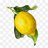 柠檬汁柠檬水彩画植物插图.柠檬