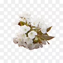 樱花花型白樱桃