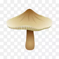 香菇-蘑菇，真菌