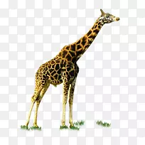 长颈鹿-成年长颈鹿