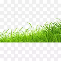 草坪下载壁纸-新鲜草甸草