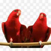 鹦鹉、爱情鸟、红雀和长尾鹦鹉-两只红鹦鹉